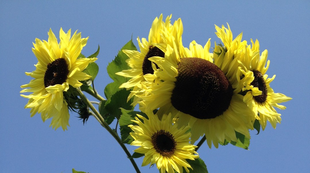 sunflowers